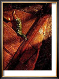 Jalapenos Prints by Yves Paquin