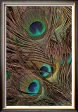 Peacock Feathers IV Poster