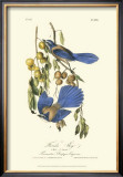 Florida Jays Prints by John James Audubon