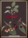 Cherries Posters by George Brookshaw