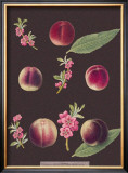 Peaches Print by George Brookshaw