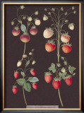 Strawberries Prints by George Brookshaw