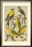 Pet Songbirds III Poster by Cassel 