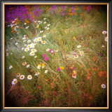 Daisy Field Limited Edition Framed Print by Rebecca Tolk