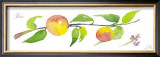 Peach Branch Print by Robbin Gourley