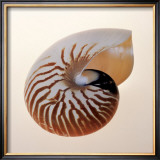 Nautilus Prints by Tom Artin