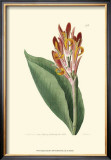 Antique Canna III Poster by Van Houtt 