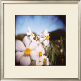Daffodils Limited Edition Framed Print by Rebecca Tolk