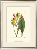 Antique Canna I Posters by Van Houtt 