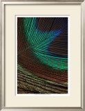 Peacock Feathers I Prints
