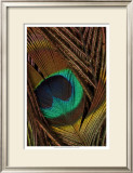 Peacock Feathers II Posters