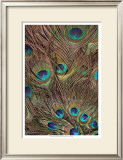 Peacock Feathers III Prints