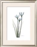 White Rain Lily Art by Albert Koetsier