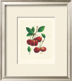 Cherries Prints by Linda Casey