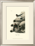 Cliff Swallow Prints by John James Audubon