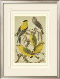 Pet Songbirds III Posters by Cassel 