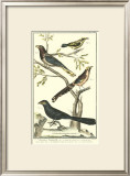 Bird Family IV Prints by Martinet 