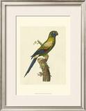 Crackled Antique Parrot I Posters by George Shaw