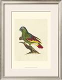 Crackled Antique Parrot II Prints by George Shaw