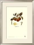 Pear, Bellifsime d'Ete Prints by Francois Langlois