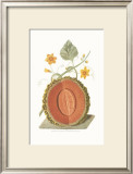 Melon Posters by George Brookshaw