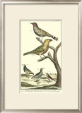 Bird Family II Prints by Martinet 