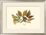 Elm, Spruce, Beech and Ash Prints by Denton 