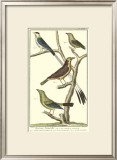 Bird Family I Posters by Martinet 