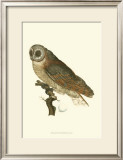 Owls IV Prints by Nozeman 