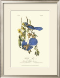 Florida Jays Prints by John James Audubon