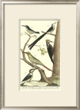 Bird Family III Posters by Martinet 