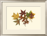 Tulip Tree, Gum and Scarlet Oak Posters by Denton 