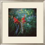 Crocosmia Limited Edition Framed Print by Rebecca Tolk