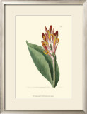 Antique Canna III Posters by Van Houtt 