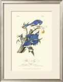 Blue Jays Posters by John James Audubon