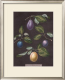 Plums Prints by George Brookshaw