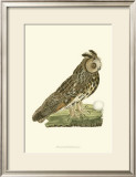 Owls III Print by Nozeman 