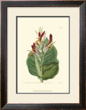 Antique Canna II Prints by Van Houtt 