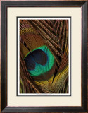 Peacock Feathers II Poster