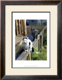 Cats Fencing Posters por Robert Mcclintock