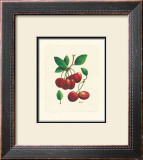 Cherries Prints by Linda Casey