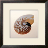 Nautilus Prints by Tom Artin