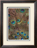 Peacock Feathers III Prints