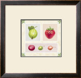 Antique Fruits Poster by Alex Bloch