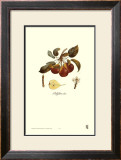 Pear, Bellifsime d'Ete Prints by Francois Langlois