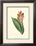 Antique Canna III Print by Van Houtt 