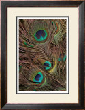 Peacock Feathers IV Print