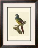 Crackled Antique Parrot IV Art by George Shaw