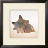 Conch Print by Tom Artin