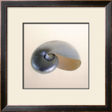 Polished Nautilus Poster by Tom Artin